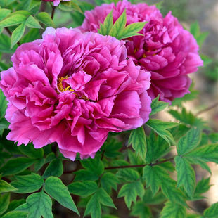 ĵ���������Դ���������ڎ�����ĵ�����N�ļ��ذ껨��ĵ��������