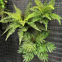 �߾Gɫާ�ֲ����~ާ�ݟᎧ�����bGֲ���澰�^�쾰���