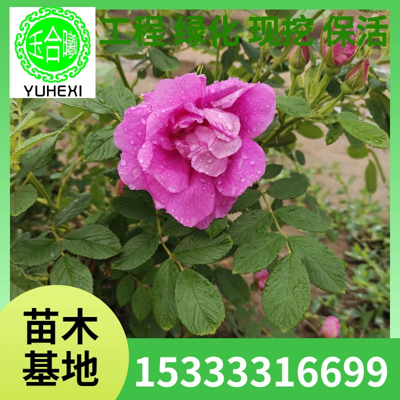 Роза четырех сезонов, красная шиповидная роза, многовременная красная роза, северо-восточная морозостойкая съедобная роза, холодная ароматная роза.