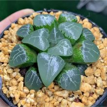 月影寿超透十二卷属琥珀玉露多肉植物精选玉扇冰灯玉露组合室内