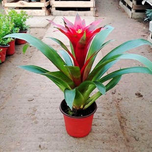 Lucky Hydroponic Potted Easy-To-Grow Plants for Office, Red Heart Flowers, Large Anthurium for Balcony