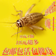 蟋蟀活物蛐蛐白蟋蟀饲料爬虫活食活虫 现货规格齐全包邮包活批发