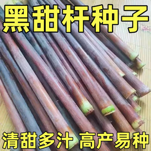 ��Ƥ����N����Ƥ��������֭�ϱ�������ͥԺ�����ļ��Nֲ�N��