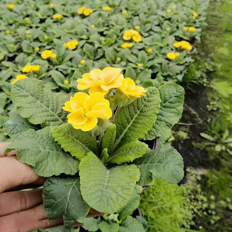 报春花盆栽 成都冬春时令花卉草花花境植物 园林绿化苗木绿植