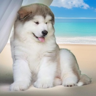 ���l���N����˹��ѩ��Ȯ�����o�lȮ����Ȯ����Ȯ������w��������