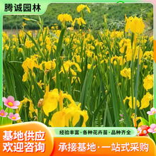 黄菖蒲花苗水生植物黄花鸢尾庭院阳台水景造景湿地河道绿化苗批发