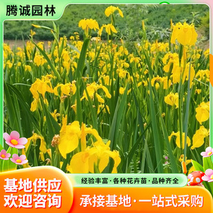 �S���ѻ���ˮ��ֲ���S���SβͥԺ�̨ˮ���쾰��غӵ��G�������l