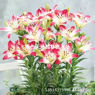 Imported Double-Flowered Perfume Lily Bulbs Potted Flower Seedlings Indoor and Outdoor Balcony Cold-Resistant Four-Season Flowering Large Bulb Florals