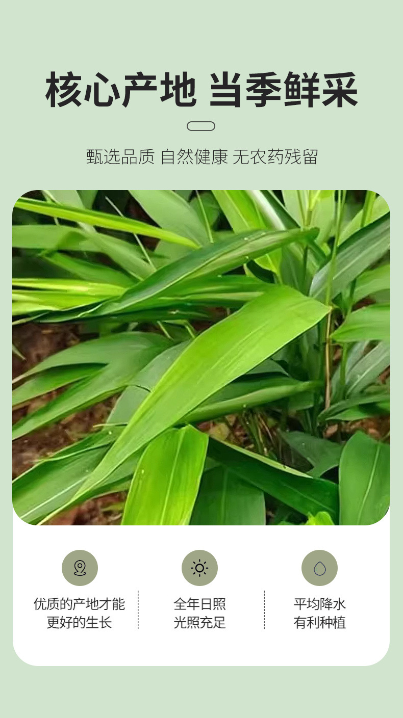 Lophatherum Herb Dan Zhu Ye 500g Dried Loose Leaves for Herbal Tea and Decoction quality and texture