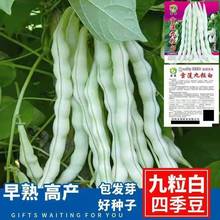 ܿļNӰ׶ǰ״녶NѸ߮aԴ߲˷N