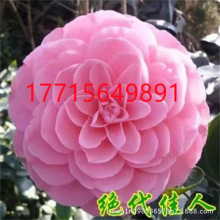 扦插红土茶花地苗五色赤丹茶花 五色香太阳茶花 克瑞墨大牡丹树苗