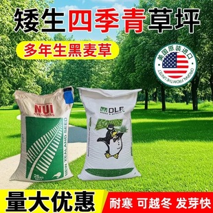 Lawn Grass Seeds Perennial Ryegrass Seeds American Blue Label Ryegrass Cold-Resistant and Drought-Resistant Dwarf Turf Seeds