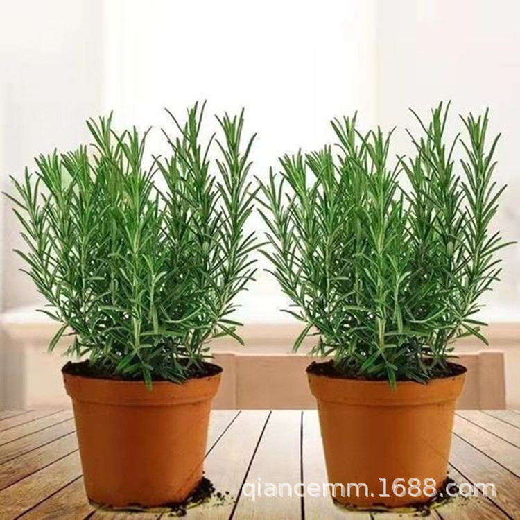 Rosemary Seedlings Potted Plants for Greening Projects Edible Herbs and Spices Indoor Balcony Florals and Green Plants Wholesale
