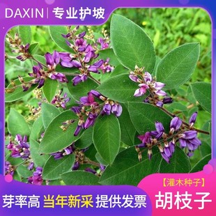 �o�¹�ľ�N�Ӻ�֦�ӷN��������֦�ӷN�Ӷ�ɫ��֦�ӷN�Ѹ߳�ѿ��