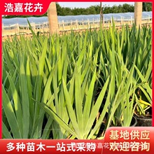 多年生宿根蓝花鸢尾德国紫褐黄花鸢尾加仑盆花境庭院水景工程用