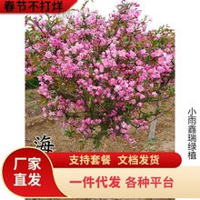 海棠树苗庭院地栽高杆西府海棠垂丝海棠花耐寒植物花北美海棠