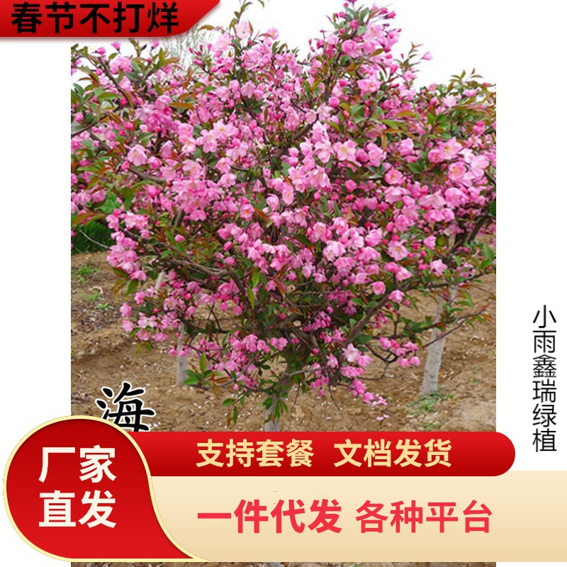 海棠树苗庭院地栽高杆西府海棠垂丝海棠花耐寒植物花北美海棠