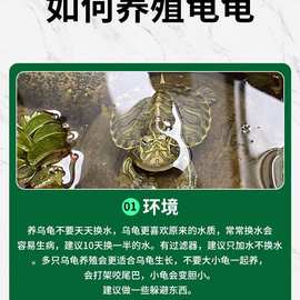 乌龟活物中华草龟深水火焰龟地图小乌龟黄耳龟巴西龟家养宠物龟