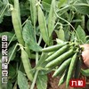 Beidou Seven -Star Grand Silkworm Bean Seed Seeds Seeds High -yield Spring, Summer Autumn and Winter Four Seasons Balcony Vegetable Laibi Seed