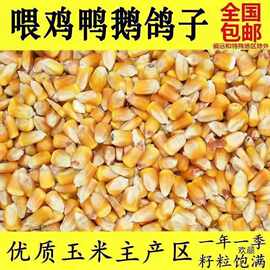 玉米粒批发喂牲畜饲料玉米散装100斤钓鱼打窝专用养殖专用批发商