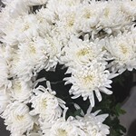 菊花鲜花批发基地直发清明节，量大从优