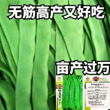 绿龙架豆王种子扁芸豆无筋四季油豆角架扁豆孑豆角子种籽