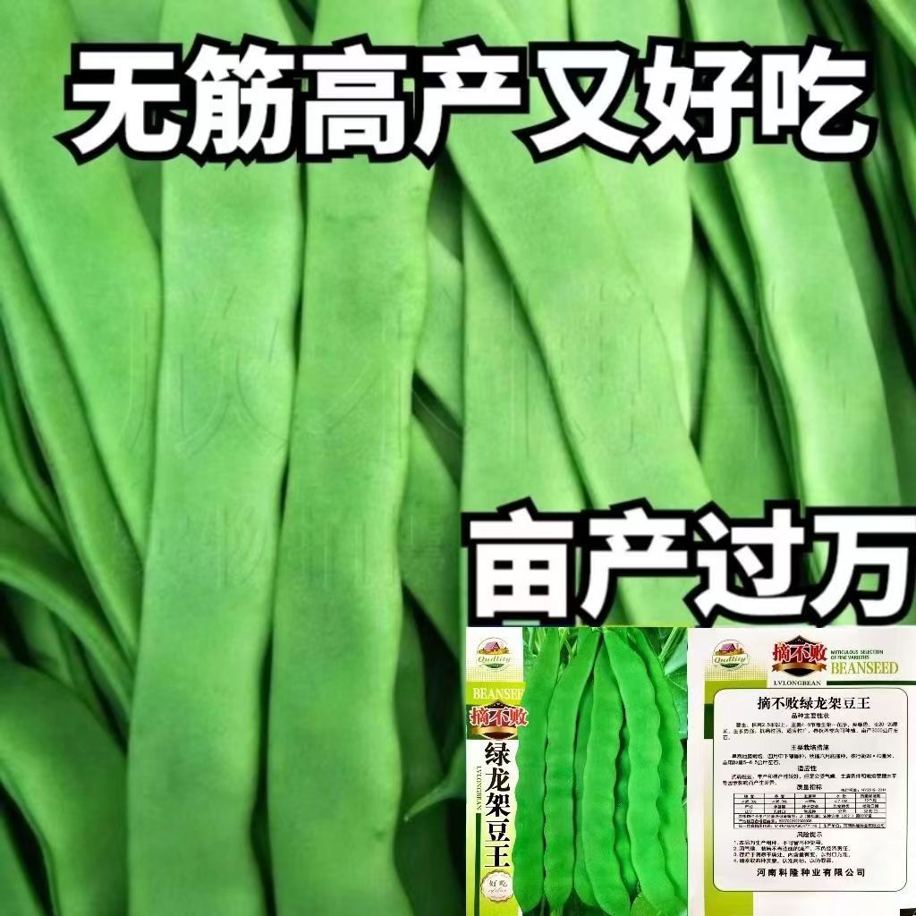 绿龙架豆王种子扁芸豆无筋四季油豆角架扁豆孑豆角子种籽