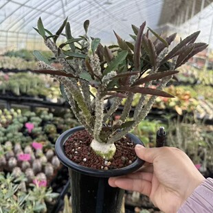 �Kɺ�ȴ�� Euphorbia suzannae-marnierae �R�u�K������