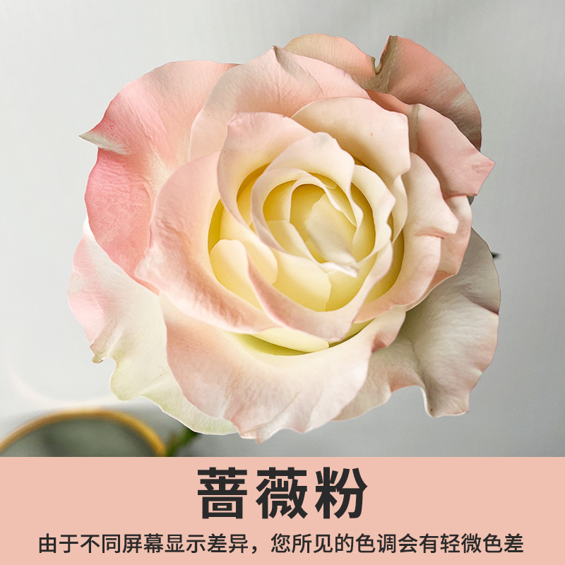 Xingle-Rose Powder 480ml