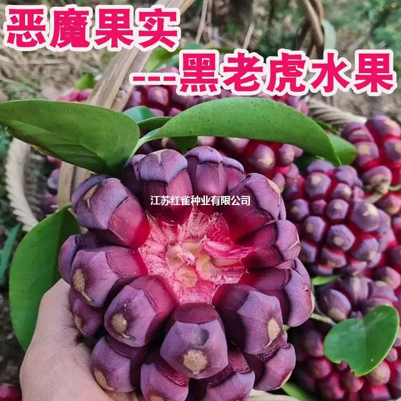 Черное семя тигра оптом Bufona Фрукты Дьявол Фрукты Свежие прямые волосы Чистый натуральный сезонный редкий вкус