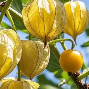 �\���\�N�ѳ����ش���N���S������̨����ͥԺ�殐ˮ�������