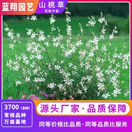 种子;种苗;种球