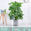 Scandinavian plant lamp for living room indoor for office