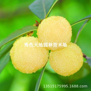 ˮ���ח�÷����޽Ӵ���ɾӖ|����÷���ϱ���ͥԺ���Եخ���Y��