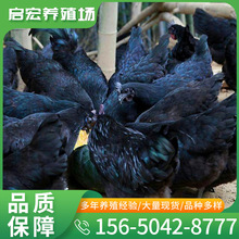 五黑绿壳蛋鸡 农家散养绿壳蛋鸡 五黑鸡半大鸡苗脱温绿壳蛋鸡价格