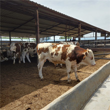 改良肉牛犊品种鲁西黄牛五元杂交牛 改良西门塔尔牛品种质量好