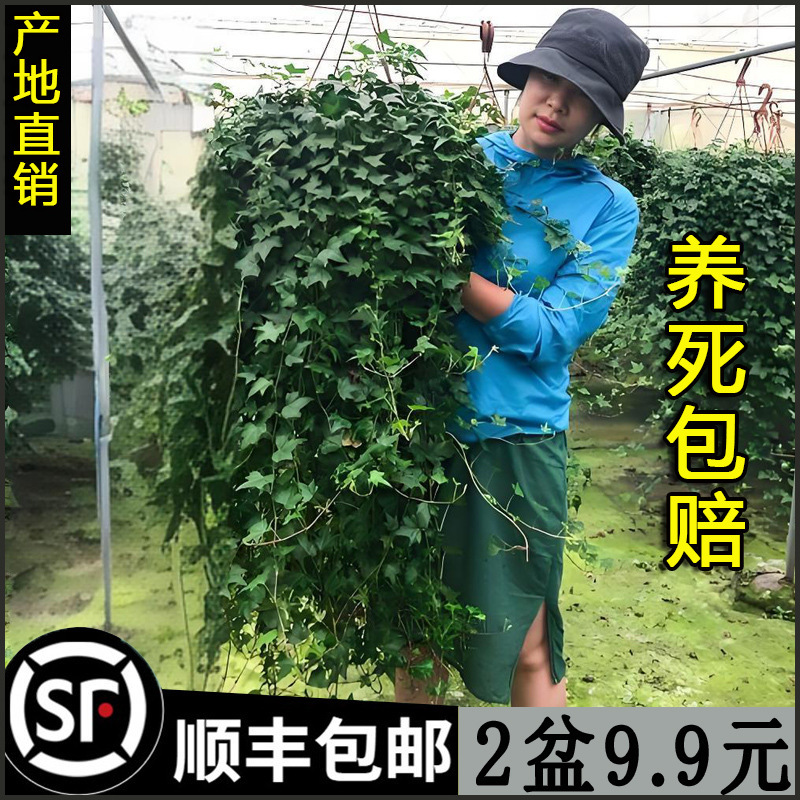 Ivy Potted Indoor Hanging Plants Are Easy to Grow, Hydroponic Green Plants Purify the Air and Remove Formaldehyde, Evergreen All Year Round