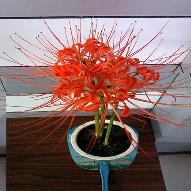 Оптовая Бианхуа Посадка Мяч Lycoris Radiata Посадка Мяч Маньчжушахуа Семян Мандрагора Посадка Мяч Полный Цвет