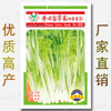 Vegetable Seed Company Four Seasons Easy-to-plant Land Stalls Flower Seeds wholesale-6 grams of four seasons of parsley seeds