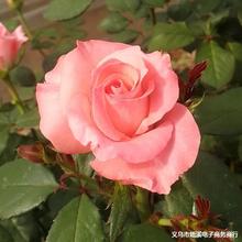 õNֱl¼Сħgļ_rлƷNRȫ