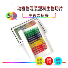 �����˱���Ƭ12Ƭ�������x�߲�ֲ�ͯ�@΢�R��ֲ�����x�˱�