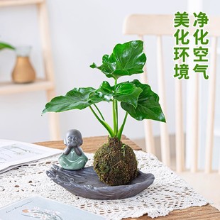 Moss Ball Small Potted Hydroponic Plant Coffee Table Desktop Bonsai Mini Small Potted Office Bamboo and Calamus
