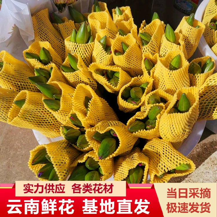 Юньнань Куньмин цветы водяной лилии оптом цветы Будды прямая партия из 10 фиолетовых водяных лилий цветочный магазин цветы жизни