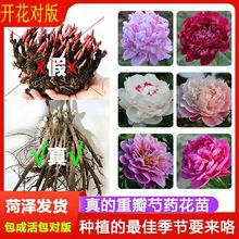 抗寒芍药花苗大花浓香重瓣室外观花种根花卉易活带芽庭院盆栽菏泽