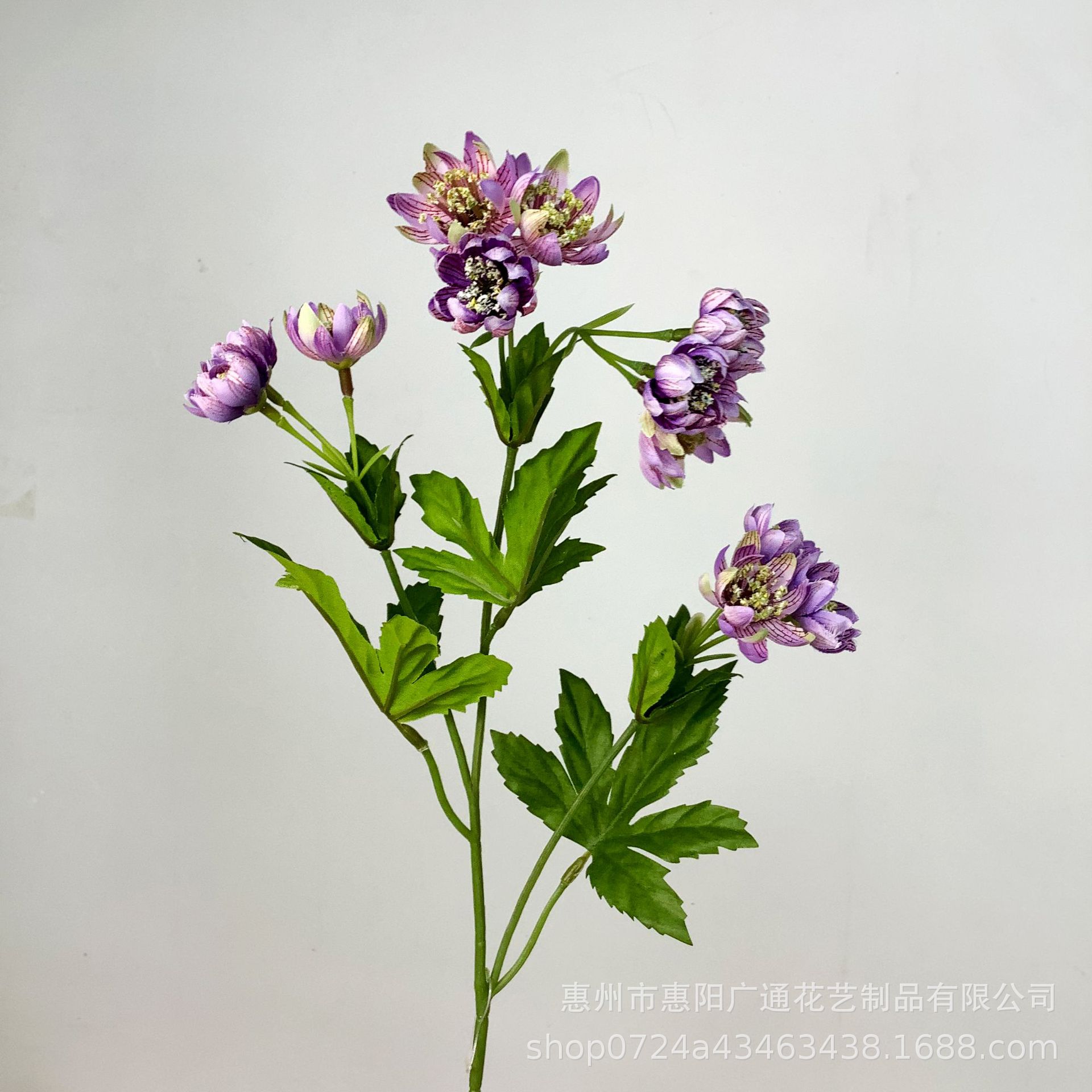 보라