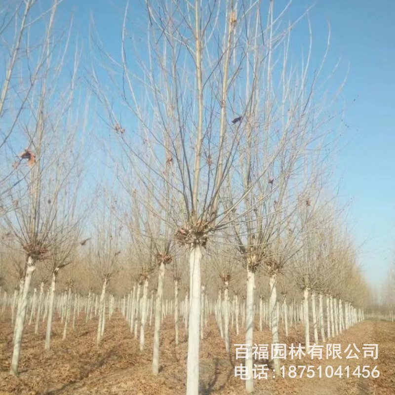 基地批发 法桐 大树 苗圃价格 杆直悬铃木 法国梧桐 行道树-阿里巴巴