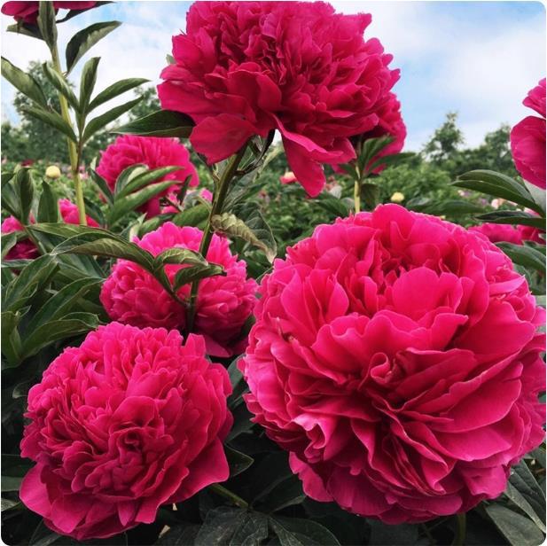 Double-Flowered Peony Flower Seedlings with Buds, Flowering Rootstock for Balcony Potting, Garden Fresh Flowers, Ornamental Peony Plants Double-Flowered Peony Flower Seedlings with Buds, Flowering Rootstock for Balcony Potting, Garden Fresh Flowers, Ornamental Peony Plants