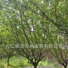 【苗木基地】  保质保量哪里有批发晚樱14公分 晚樱18公分