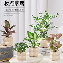 奶油风植物室内桌面迷你小盆栽办公室客厅懒人绿植花卉四季好养活