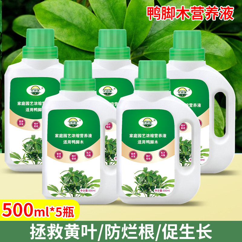 鸭脚木专用营养液500ml*5瓶